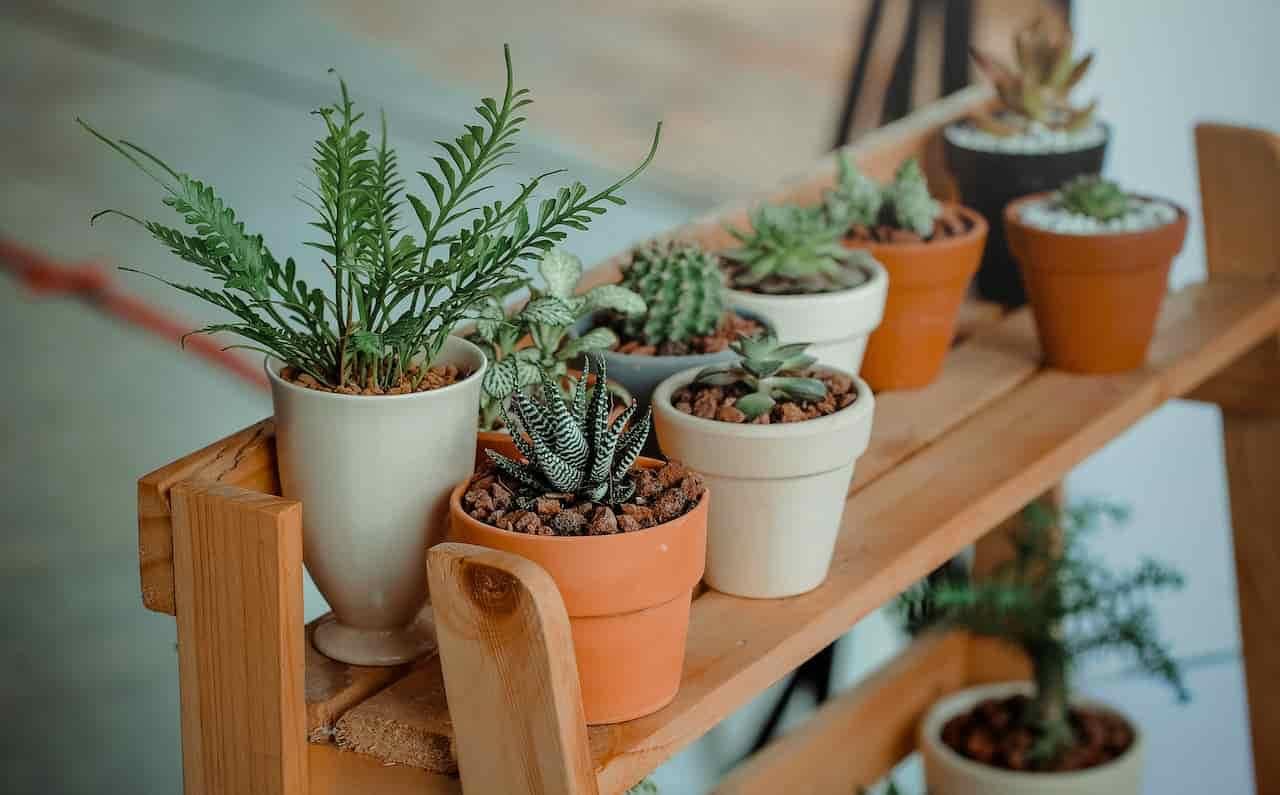 Green Up Your Space: Is Coffee Grounds Good for Houseplants?