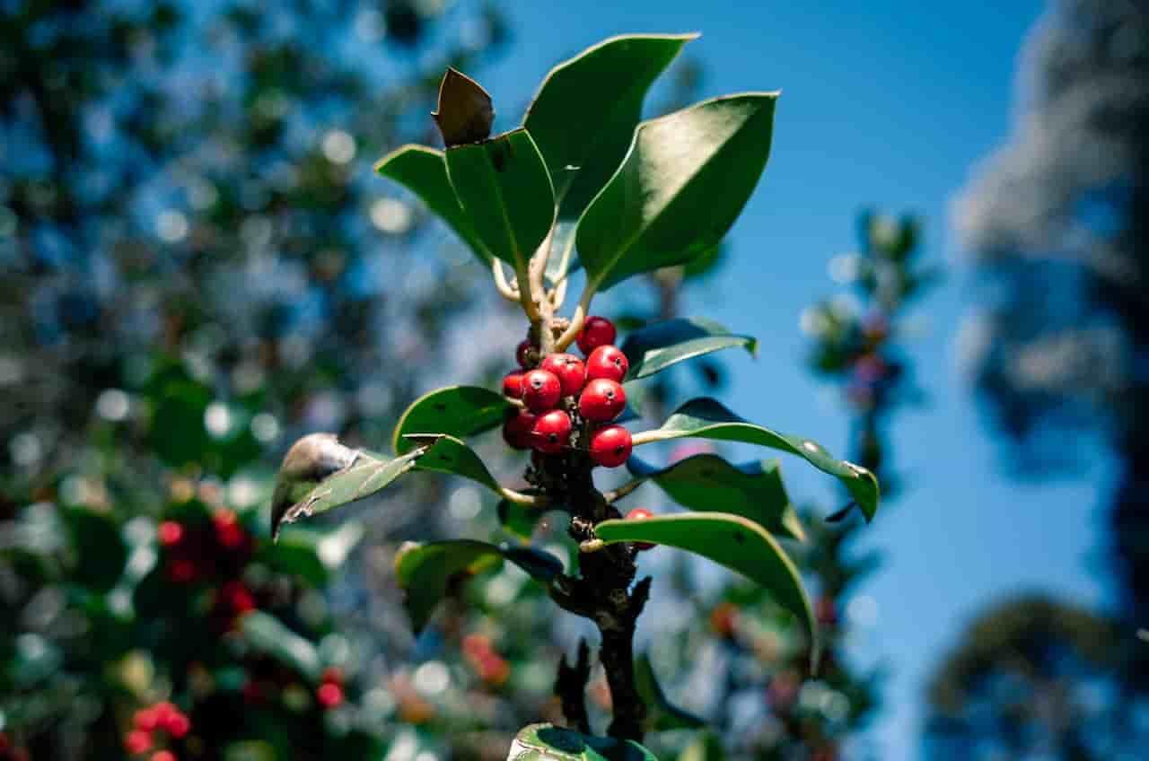 Sustainable Coffee Production