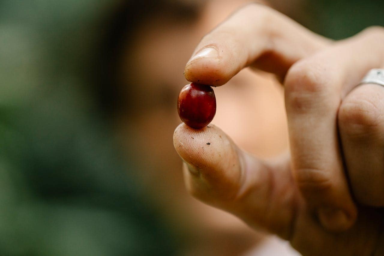 What Is Shade Grown Coffee