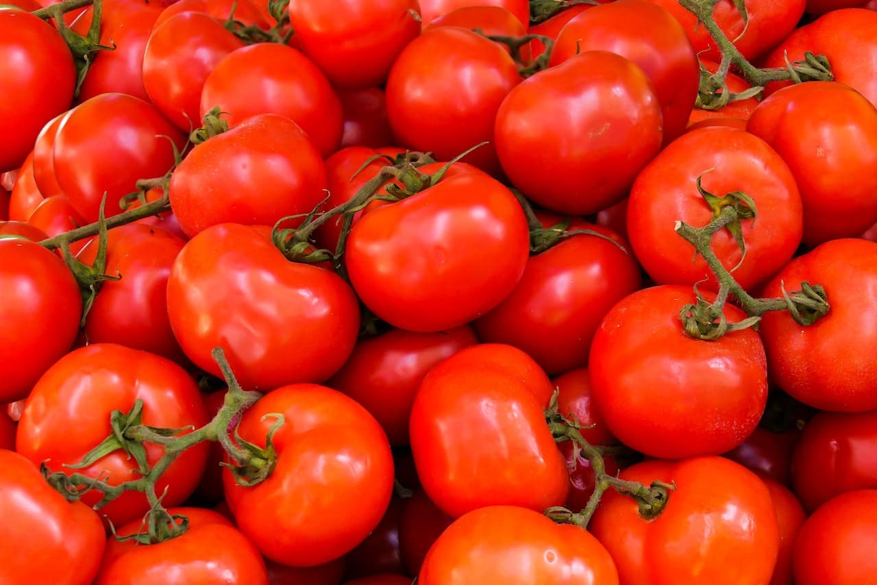 Is Coffee Grounds Good For Tomato Plants?