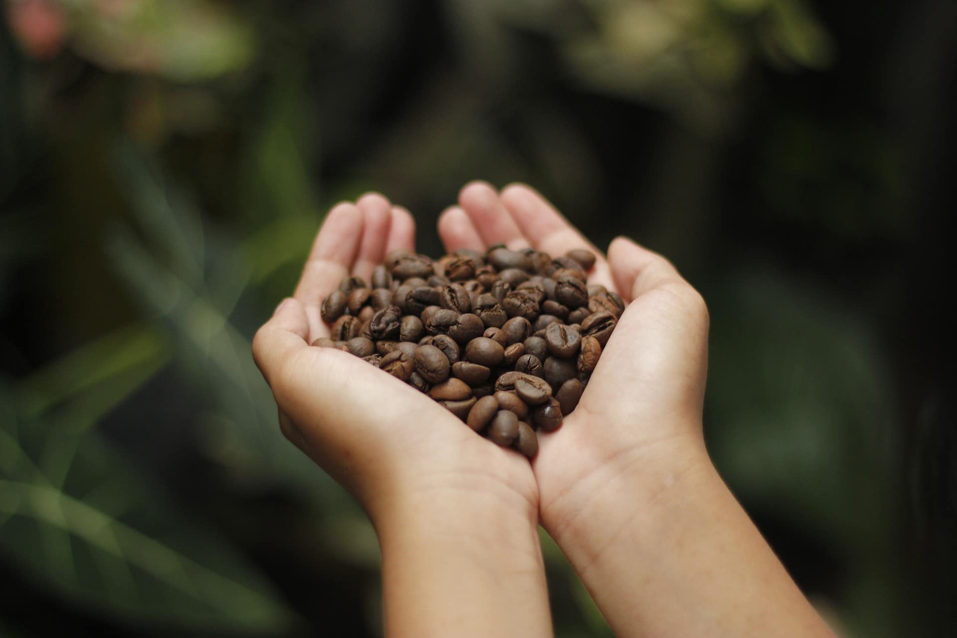 Arabica vs. Robusta Coffee Beans