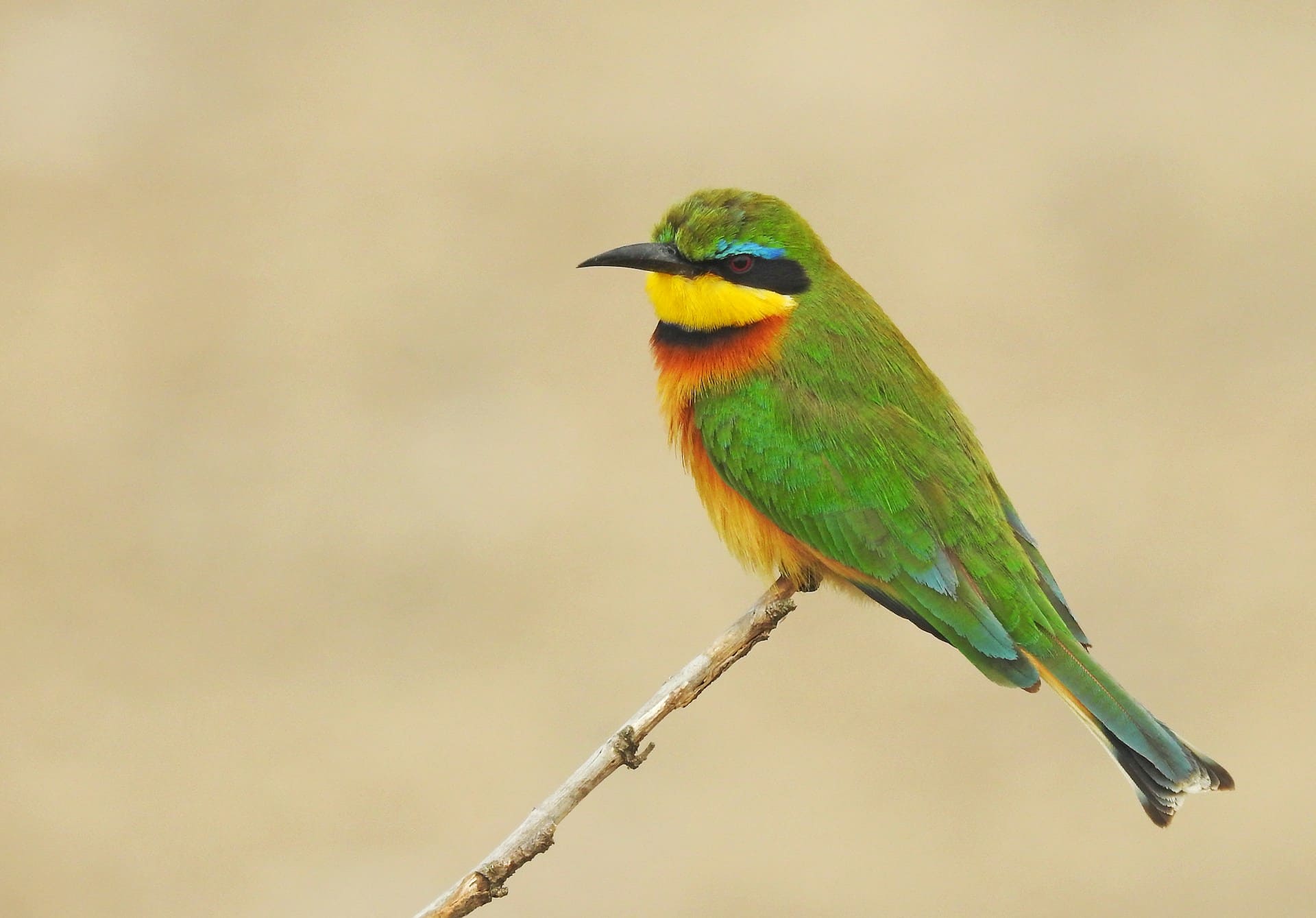 What Is Bird Friendly Coffee