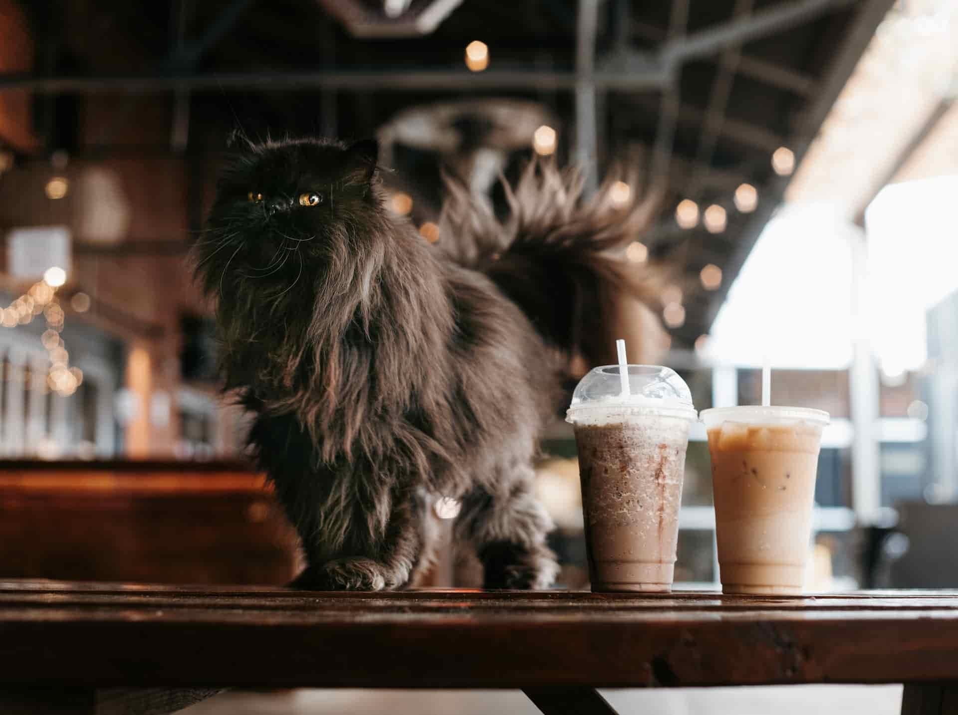 Frappuccino vs Cappuccino: Which Coffee Is Right for You?