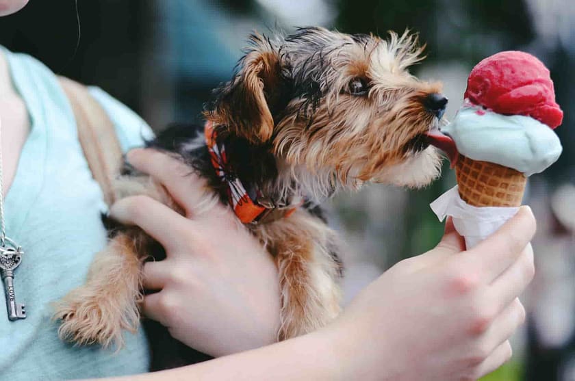 Can Dogs Eat Coffee Ice Cream