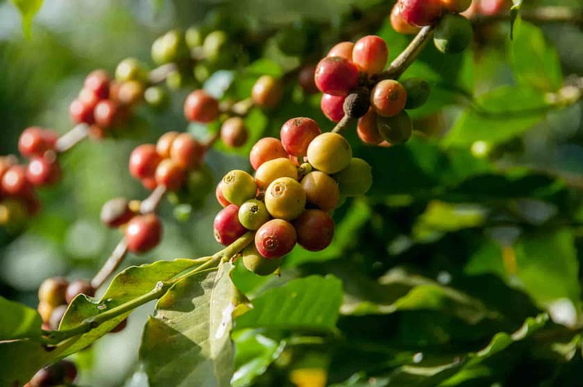 What Is Peaberry Coffee