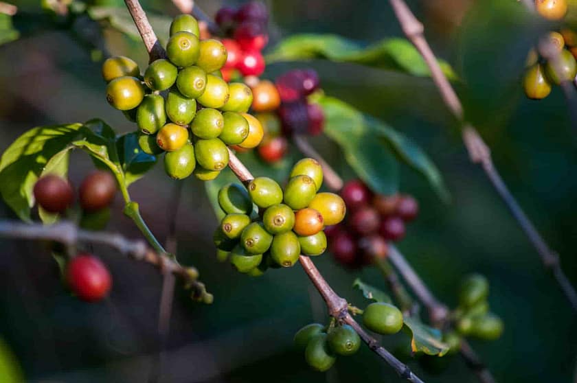 Best Brazillian Coffee Brands