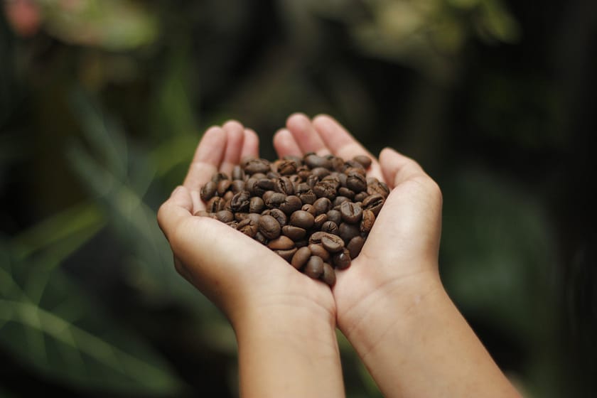 Arabica vs. Robusta Coffee Beans