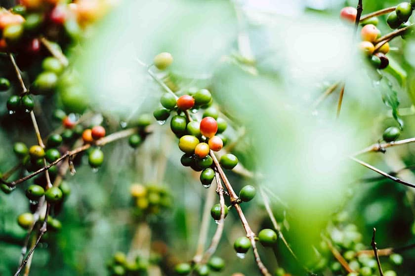 Best Guatemalan Coffee Brands