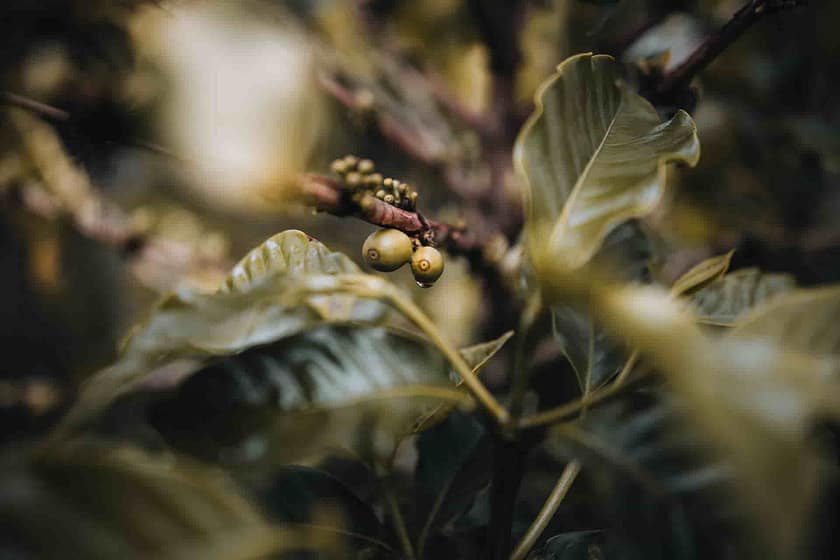 Best Costa Rican Coffee Brands
