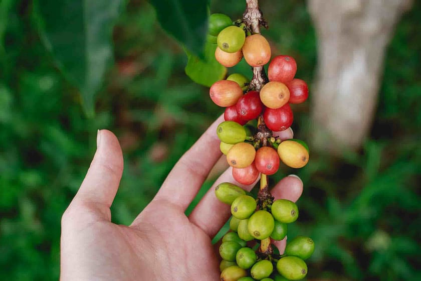 Is Coffee A Fruit?