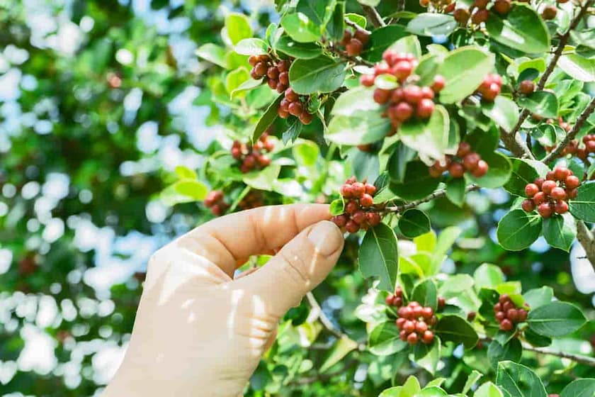 Coffee Growing Regions