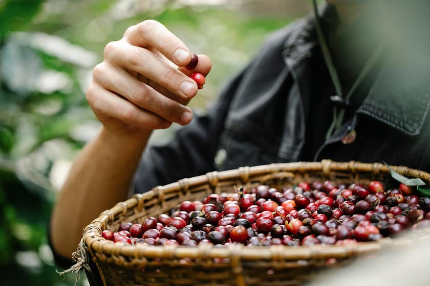 The Impact of Altitude on Coffee Bean Quality