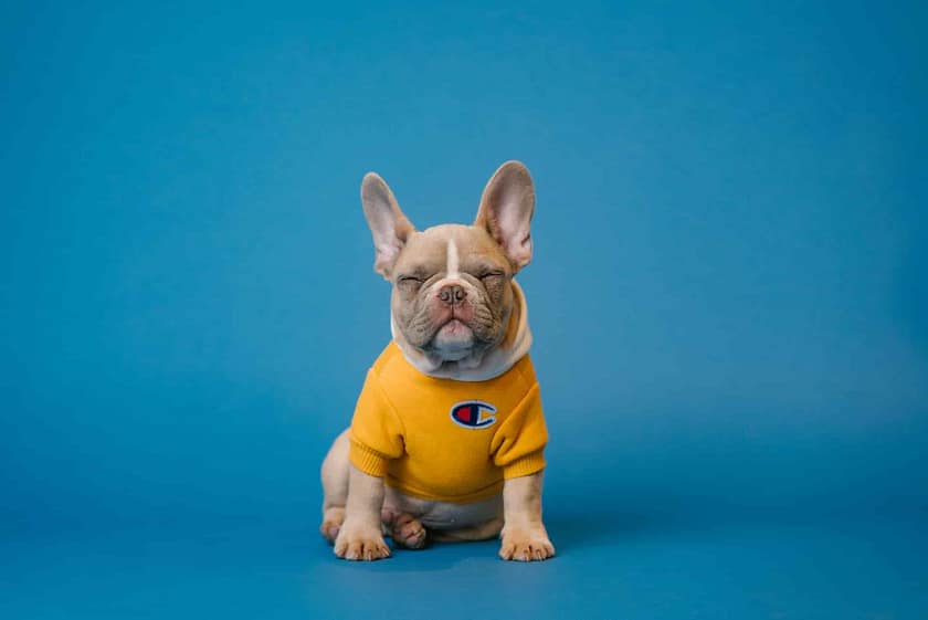 Can Dogs Have Decaf Coffee?