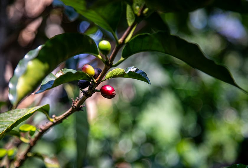 What is Single Origin Coffee