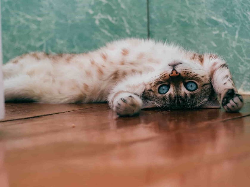Can Cats Drink Coffee? Here's The Truth